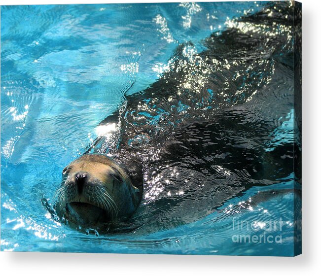 Sea Lion Acrylic Print featuring the photograph Swimming Sea Lion by Kristine Widney