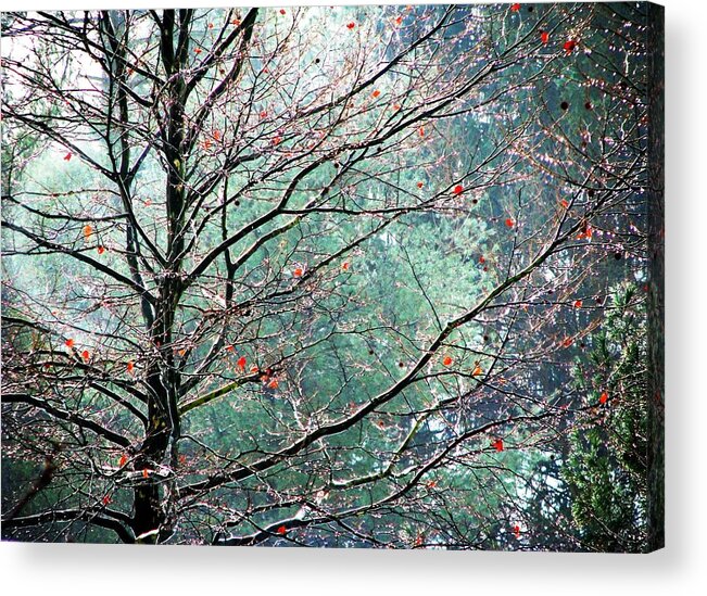 Trees Acrylic Print featuring the photograph The Aura Of Trees by Angela Davies