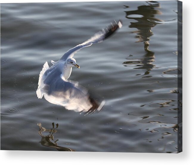 Seagulls Acrylic Print featuring the photograph The Beauty Of Water Birds by Valia Bradshaw