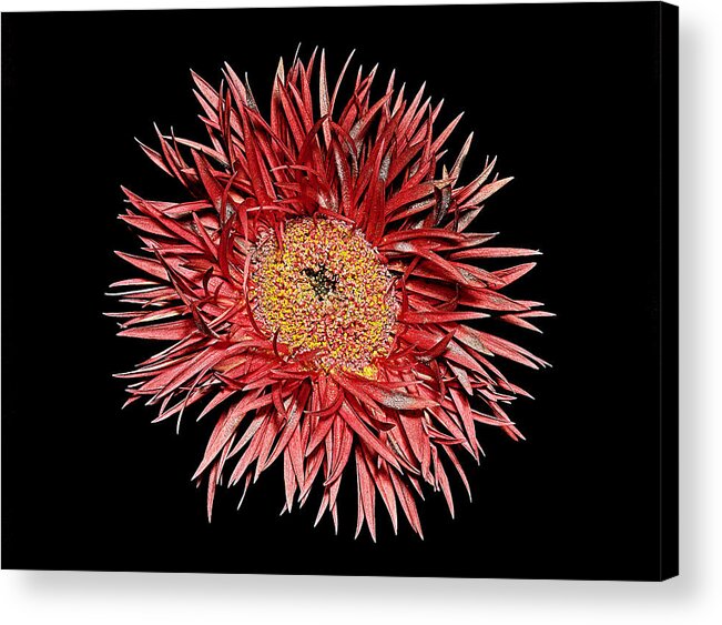 Flower Acrylic Print featuring the photograph The Big Picture by Russell Brown