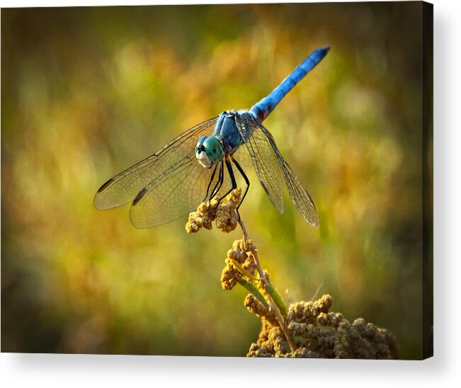Blue Dragonfly Acrylic Print featuring the photograph The Blue Dragonfly by Saija Lehtonen