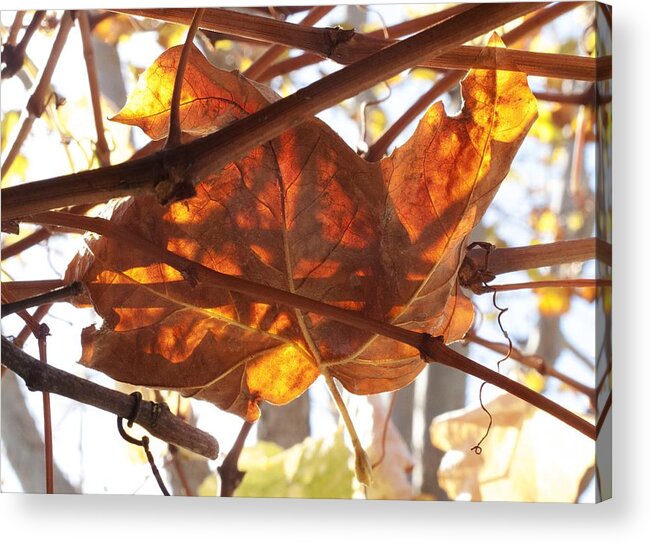 Brown Acrylic Print featuring the photograph The Color of Fall by Derek Dean