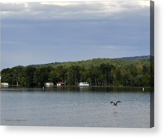 Great Blue Heron Acrylic Print featuring the photograph The Flight of the Great Blue Heron by Verana Stark