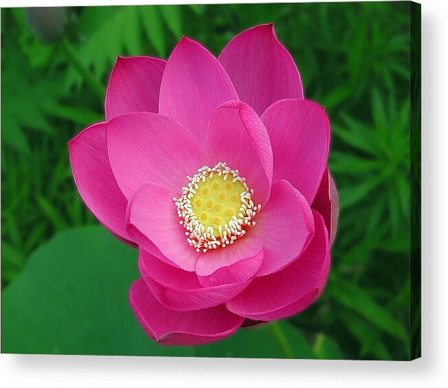 Waterlily Acrylic Print featuring the photograph The President by Mike Kling