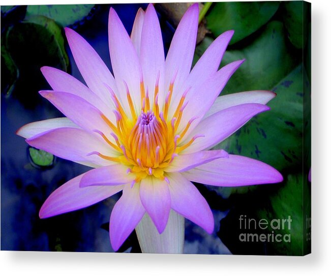 Water Lily Acrylic Print featuring the photograph The Thousand Petaled Lily by Mary Deal