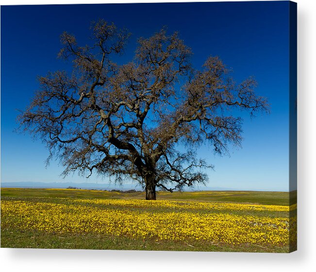 Wildflower Acrylic Print featuring the photograph THE Tree On Table Mountain by Robert Woodward