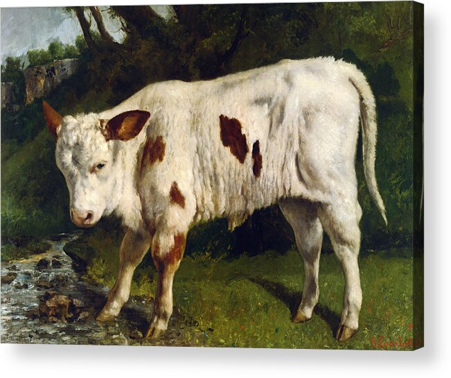 The White Calf Acrylic Print featuring the digital art The White Calf by Gustave Courbet