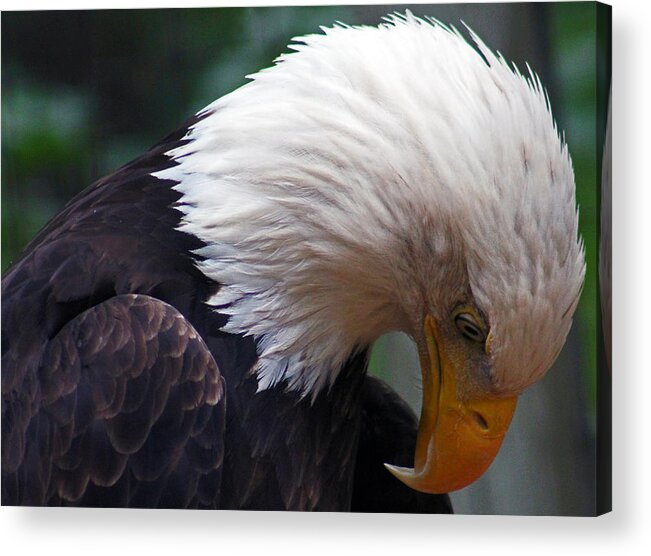 Eagle Acrylic Print featuring the photograph Thinking by Lily K
