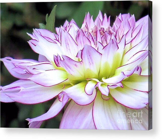 Tipped Petals Acrylic Print featuring the photograph Tipped Petals by Janice Drew