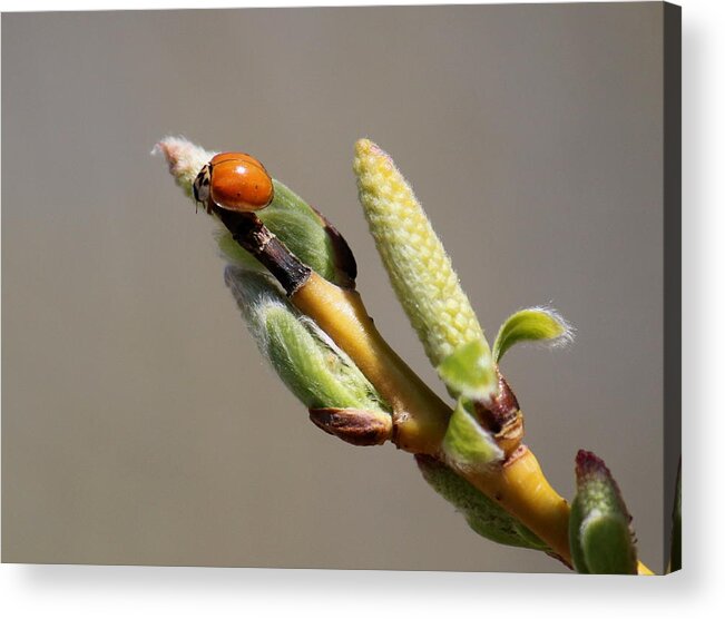 Lady Acrylic Print featuring the photograph To The Top by Trent Mallett