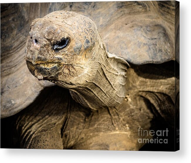 Tortoise Acrylic Print featuring the photograph Tortoise by Imagery by Charly