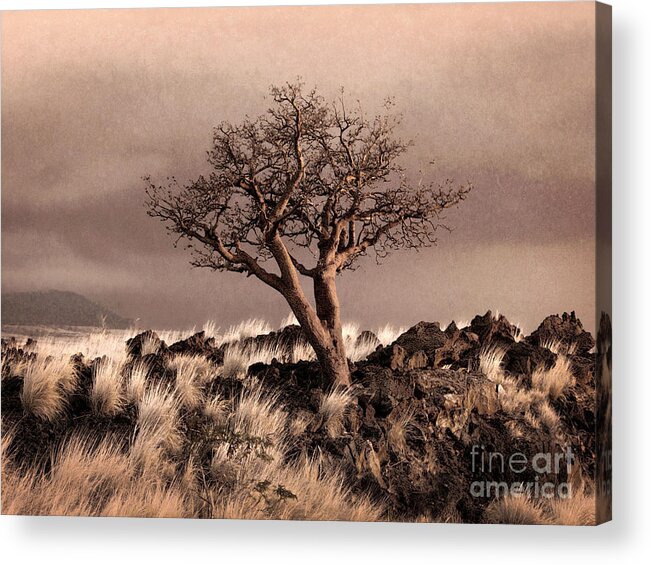 Textured Landscape Acrylic Print featuring the photograph Tree at Dusk in Waikoloa by Ellen Cotton
