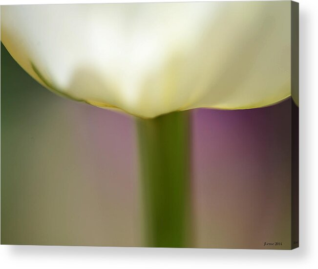 Tulip Acrylic Print featuring the photograph Tulip in Abstraction by JoAnn Lense