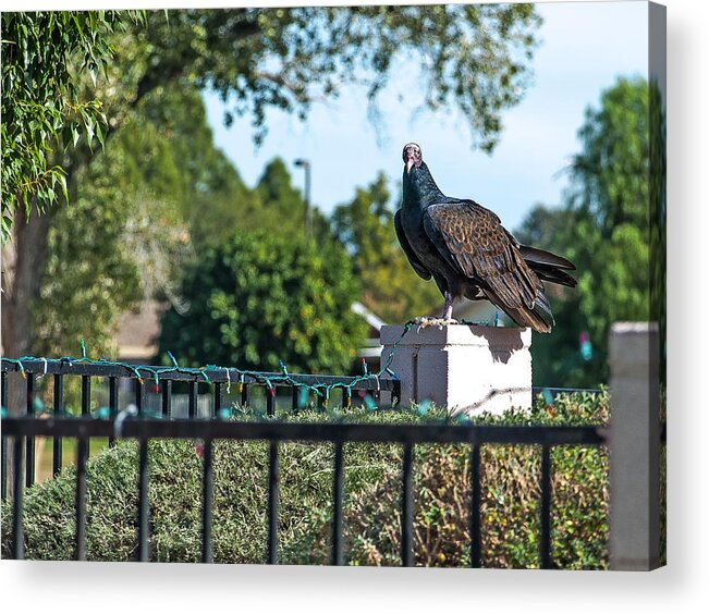 Vulture Acrylic Print featuring the photograph Turkey Vulture 4 by Steve Knievel