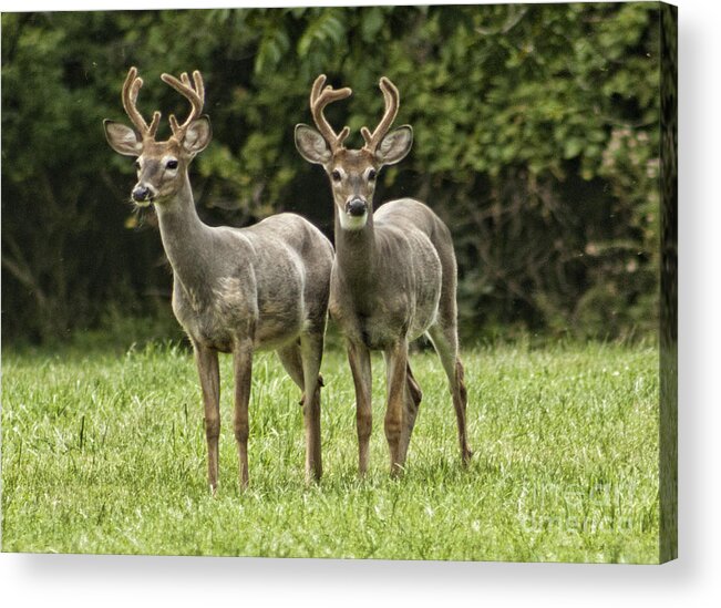 Twin Bucks Acrylic Print featuring the photograph Twin Eight Point Bucks by Jim Lepard