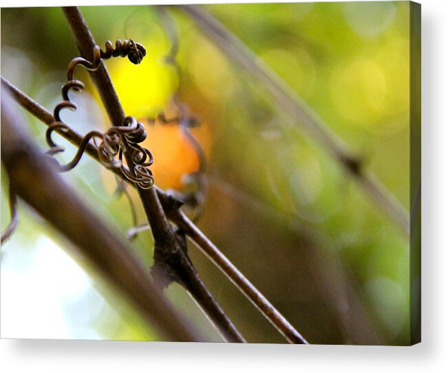 Nature Acrylic Print featuring the photograph Twists and Turns by Tracy Male