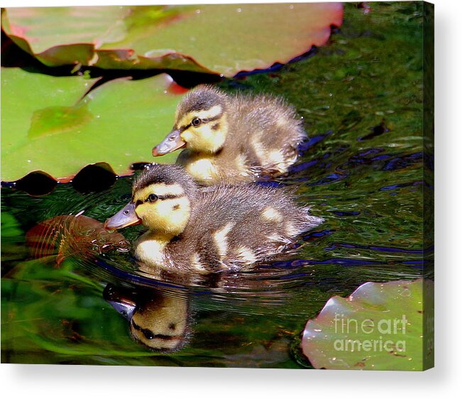 Ducklings Acrylic Print featuring the photograph Two Ducklings by Amanda Mohler