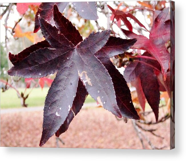 Leaves Acrylic Print featuring the photograph Two of a Kind by Cynthia Clark
