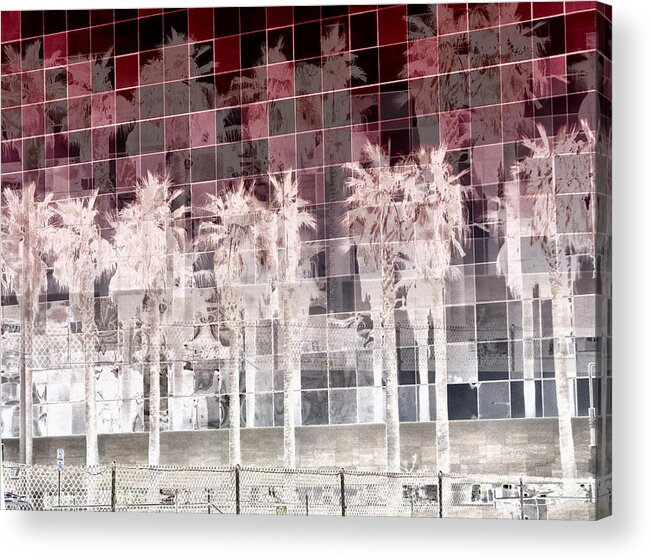 Palm Trees Acrylic Print featuring the photograph Urban Desert by Jessica Levant