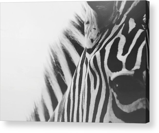 Black And White Acrylic Print featuring the photograph Visions by Carrie Ann Grippo-Pike