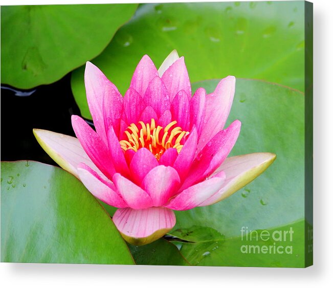 Blossom Acrylic Print featuring the photograph Water lily by Amanda Mohler