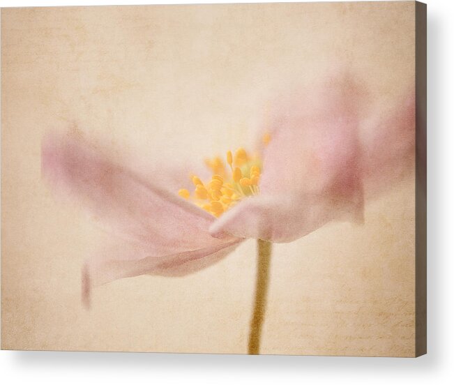 Anemone Acrylic Print featuring the photograph Watercolour Whispers by Amy Weiss