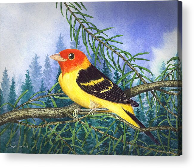 Watercolor Acrylic Print featuring the painting Western Tanager in Yosemite by Douglas Castleman