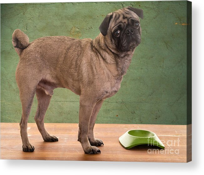 Bowl Acrylic Print featuring the photograph When is Dinner? by Edward Fielding