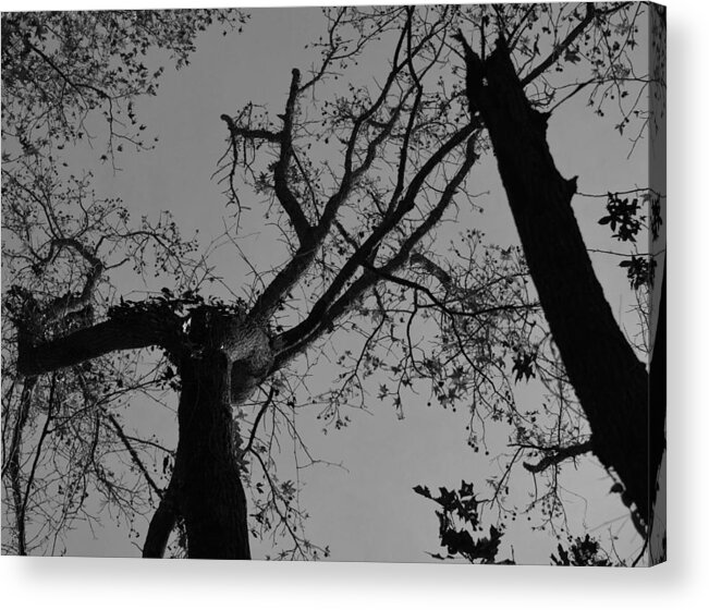 Wall Art Photographs Acrylic Print featuring the photograph Silhouette Trees by Barb Dalton