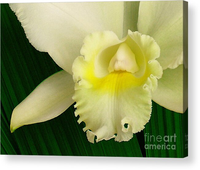 Hawaii Iphone Cases Acrylic Print featuring the photograph White Cattleya Orchid by James Temple