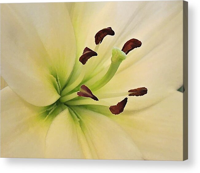 White Lily Acrylic Print featuring the digital art White Lily PP-6 by Doug Morgan