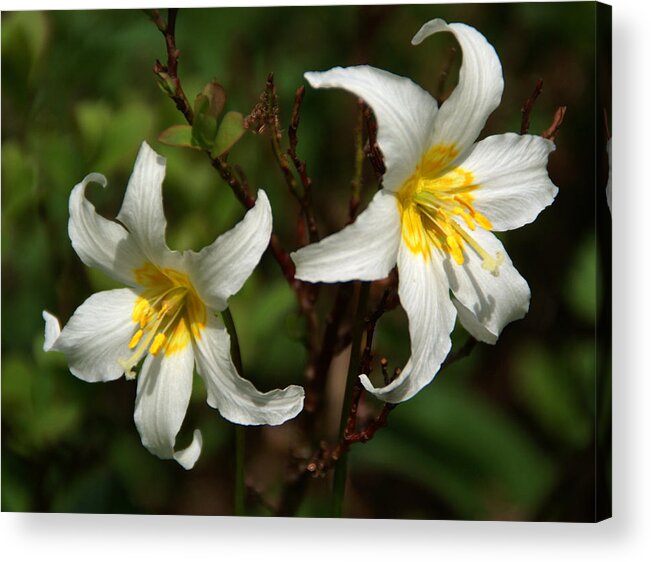 Wildflowers Acrylic Print featuring the photograph White Wildflowers 2 by Robert Lozen