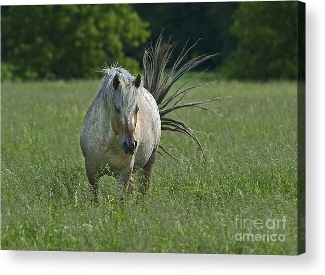 Festblues Acrylic Print featuring the photograph Wild Thing... by Nina Stavlund