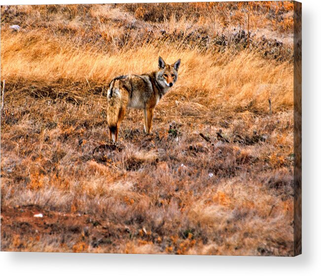 Coyote Acrylic Print featuring the photograph Wiley Coyote by Jerry Cahill