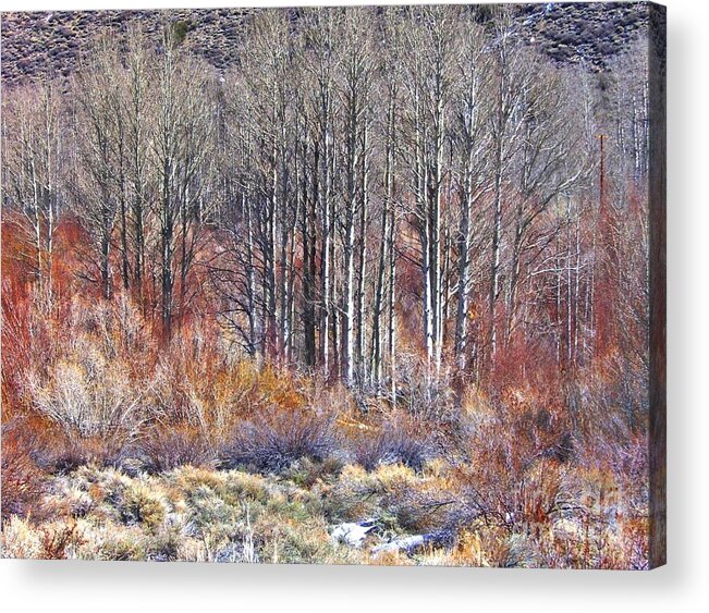 Trees Acrylic Print featuring the photograph Winter Aspen by Marilyn Diaz