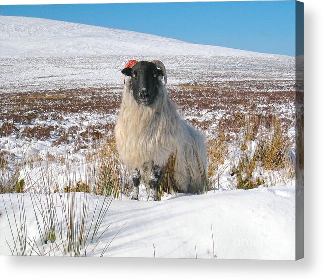 Sheep Acrylic Print featuring the photograph Woolly Red by Suzanne Oesterling
