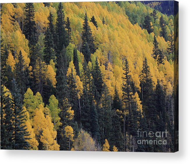 Aspen Acrylic Print featuring the photograph Yellow blanket by Fred Sheridan