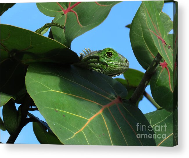 Animals Acrylic Print featuring the photograph Young Iguana by Deborah Smith