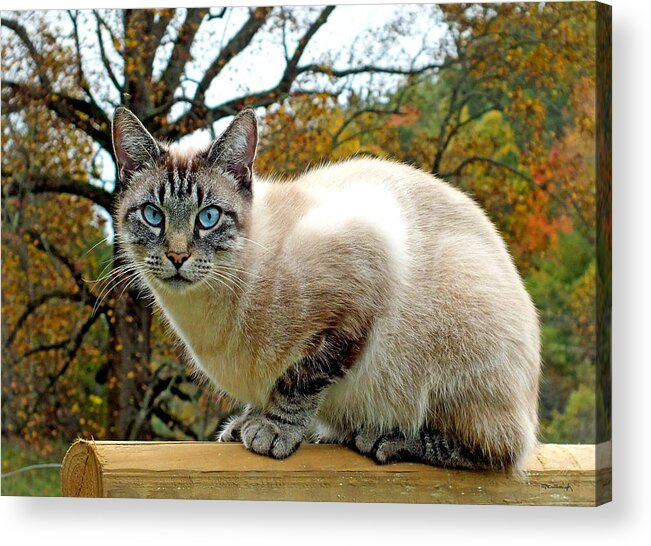 Duane Mccullough Acrylic Print featuring the photograph Zing the Cat in the Fall by Duane McCullough
