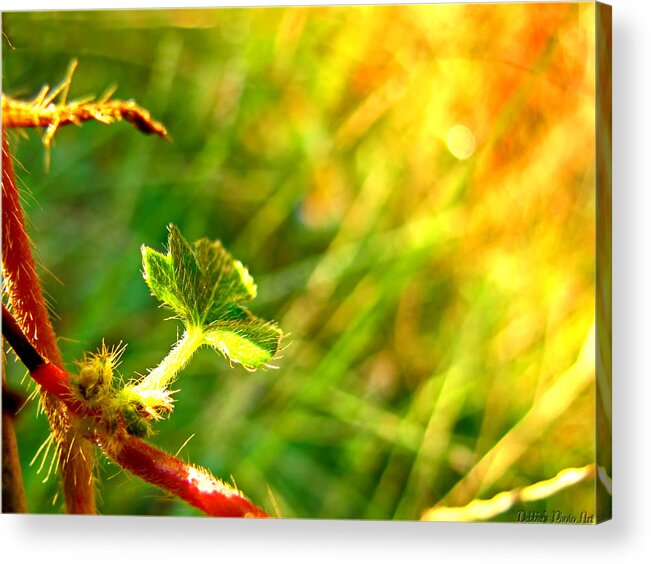 Nature Acrylic Print featuring the photograph A new Morning by Debbie Portwood