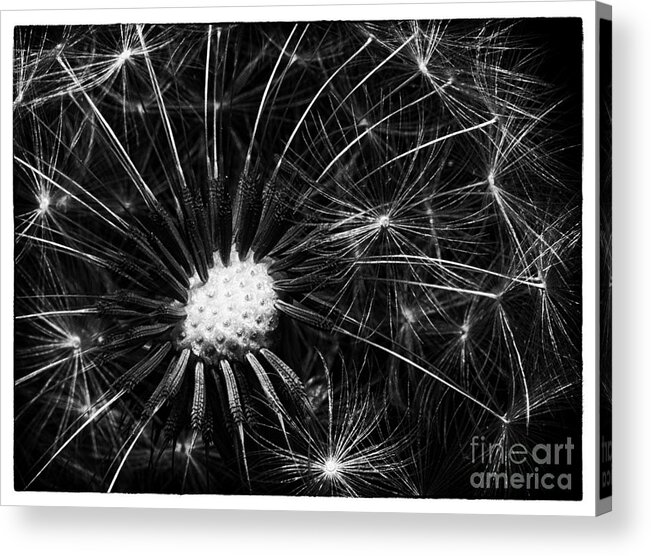 Macro Dandelion Acrylic Print featuring the photograph Dandelion II #1 by David Waldrop