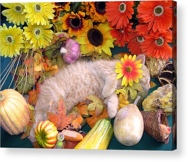Di Milo Acrylic Print featuring the photograph Di Milo - Flower Child - Kitty Cat Kitten Sleeping in Fall Autumn Harvest #1 by Chantal PhotoPix