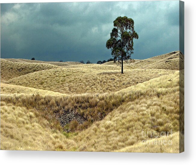 Landscapes Acrylic Print featuring the photograph Field of Saddle Road Dreams by Ellen Cotton