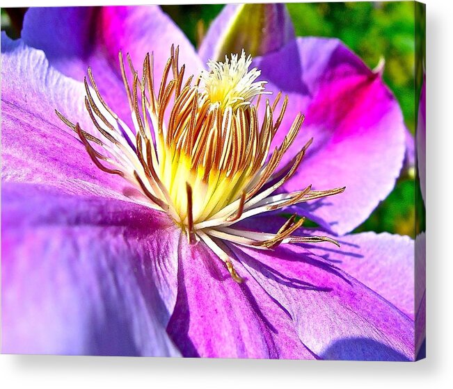 Morning Glory Acrylic Print featuring the photograph Glorious Morning #3 by Randy Rosenberger
