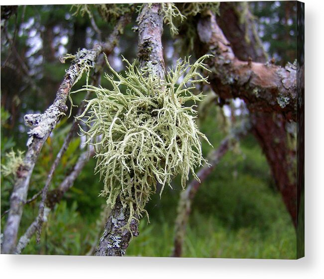 Lichen Acrylic Print featuring the mixed media Lichen on Spruce #1 by Bruce Ritchie
