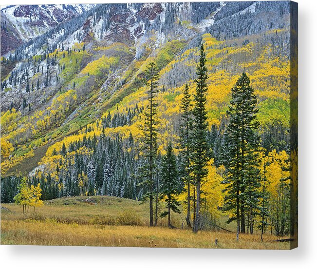 00175668 Acrylic Print featuring the photograph Quaking Aspen Grove In Fall Colors #1 by Tim Fitzharris