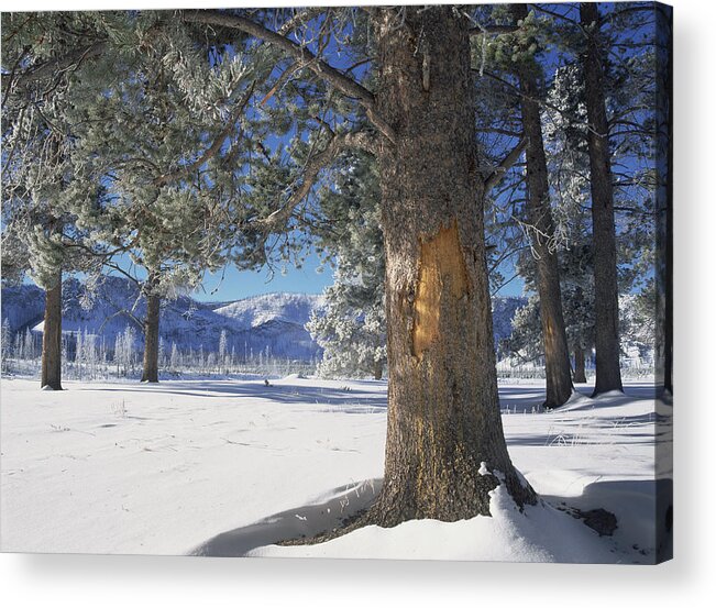 00174291 Acrylic Print featuring the photograph Winter In Yellowstone National Park #1 by Tim Fitzharris