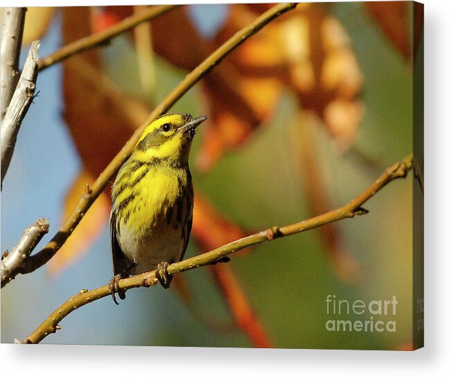 Bird Acrylic Print featuring the photograph Yellow Bird #1 by Marc Bittan