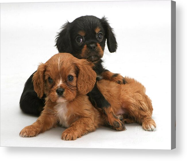 Animal Acrylic Print featuring the photograph Puppies #10 by Jane Burton