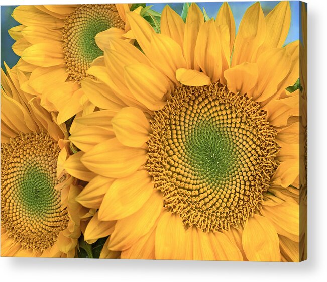 00176769 Acrylic Print featuring the photograph Common Sunflower Group Showing #2 by Tim Fitzharris